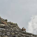 Alpine ibex at the Fenêtre de Ferret.