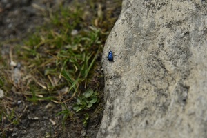 Pretty blue beetle