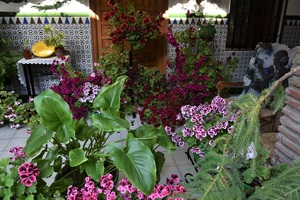 Córdoba patio, azulejos in the background (c) nupursworld.com