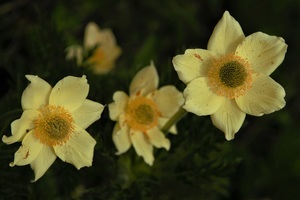 Yellow alpine anemone (c) nupursworld. com