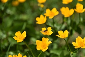 Marsh marigold appears in masses as soon as the snow recedes (c) nupursworld.com
