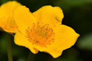 Marsh marigold in detail (c) nupursworld.com