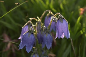 Bearded bellflower is a rare find around Klausen Pass (c) nupursworld.com