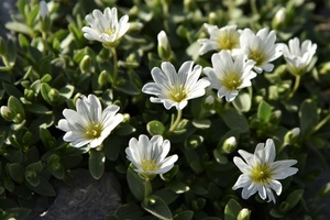 Mouse-ear chickweed, common at Klausen (c) nupursworld.com