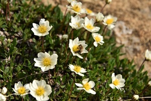 Mountain avens feeding a bee (c) nupursworld.com
