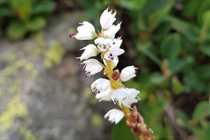 Eyebright (c) nupursworld.com