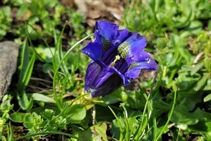 Iconic blue gentian (c) nupursworld.com