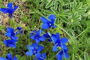 Spring gentian (c) nupursworld.com