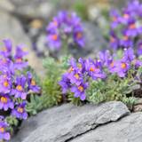 Alpine toadflax is a tough little flower (c) nupursworld.com
