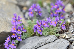 Alpine toadflax is a tough little flower (c) nupursworld.com