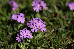 Tiny bright primula (c) nupursworld.com