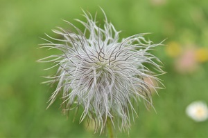 Alpine anemone in its literal form (c) nupursworld.com