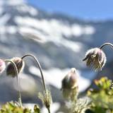 The alpine anemone between its bloom and its anemone form (c) nupursworld.com