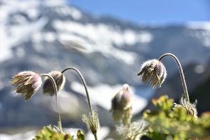 The alpine anemone between its bloom and its anemone form (c) nupursworld.com