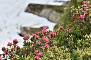 Alpine roses are a common sight (c) nupursworld.com