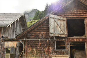 Cows being milked twice daily (c) nupursworld.com