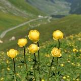 The globeflower can be seen in early summer (c) nupursworld.com