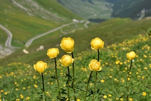 The globeflower can be seen in early summer (c) nupursworld.com