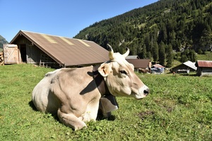 Content cow in Urnerboden valley (c) nupursworld.com