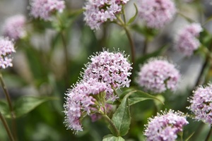 Probably valerian (c) nupursworld.com