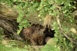 Young marmot in its den (c) nupursworld.com